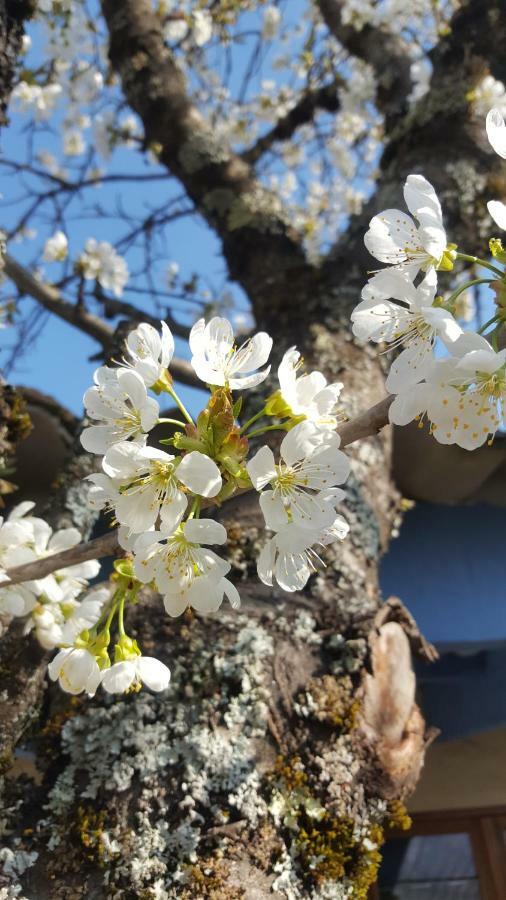 Maison Castellane Chambre D'Hotes B&B Zewnętrze zdjęcie